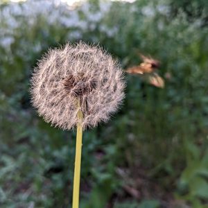 PXL_20220514_174914052.MP